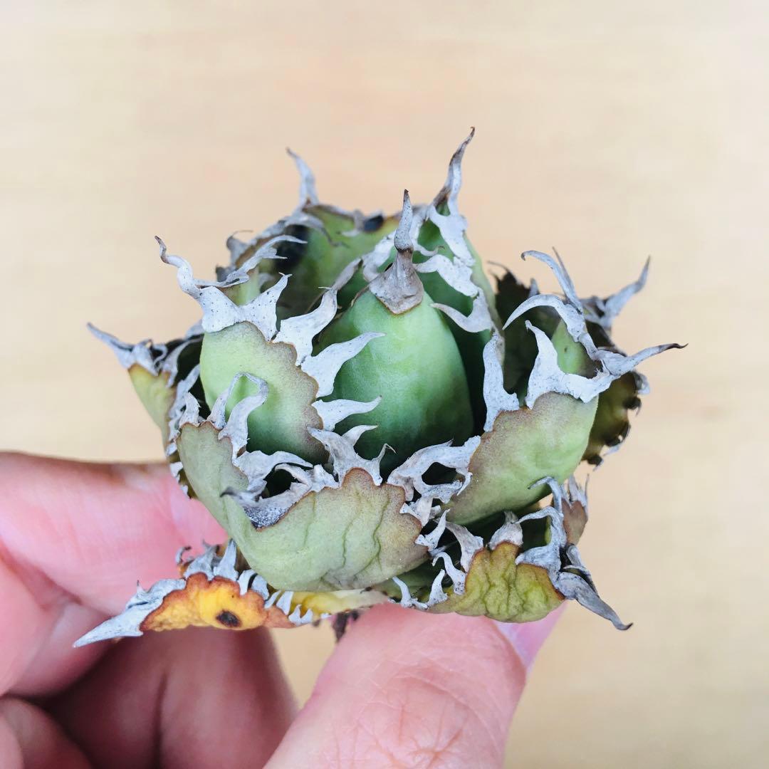 マ*グ様 1 フィリグリー コンパクト ボールタイプ 矮性ミニTC株 アガベ チ