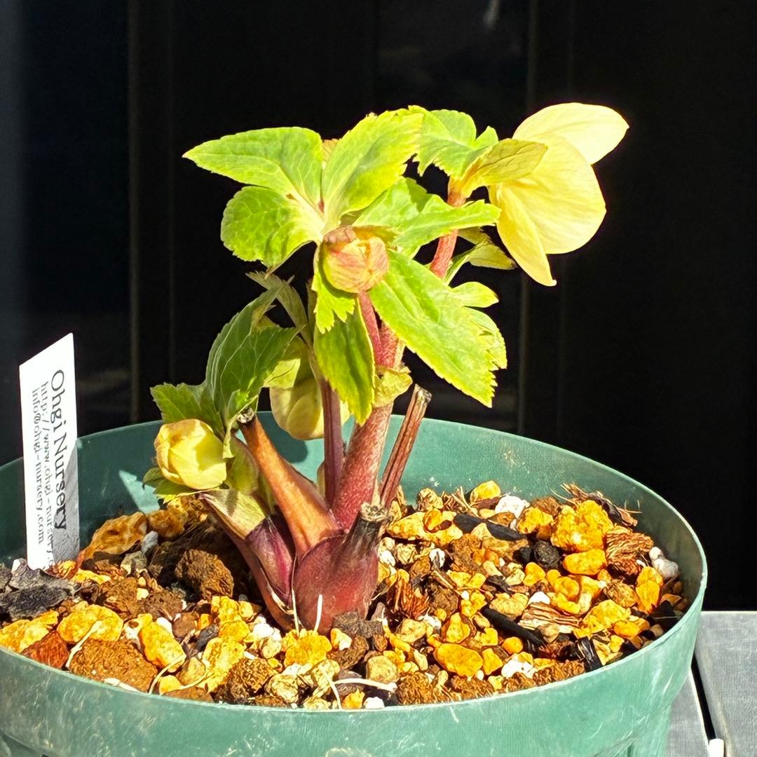 ま*か様 588☘️蕾花タグ付☘️デュメxオーレア⭐️小輪⭐️レッドアイ⭐️オー