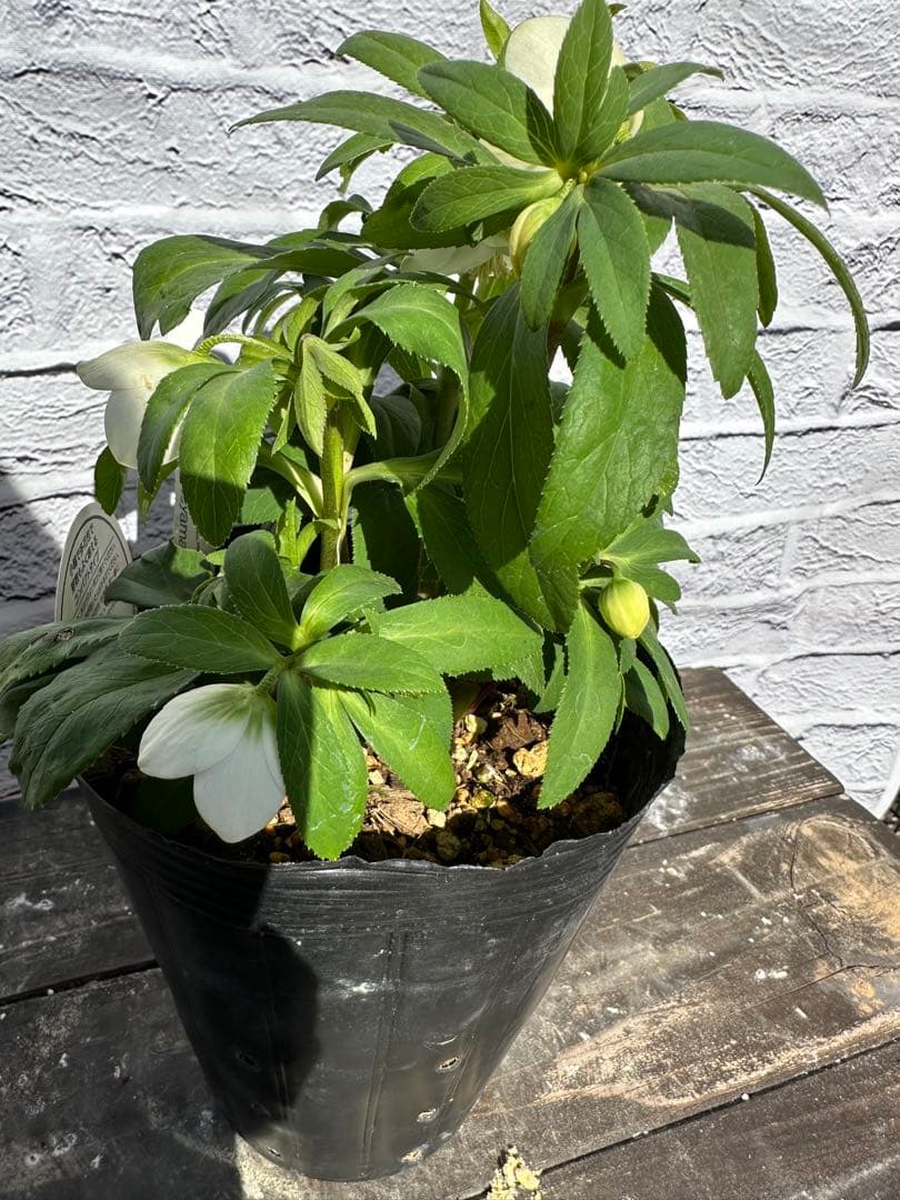 クリスマスローズ　ベビードール　横山園芸　開花株