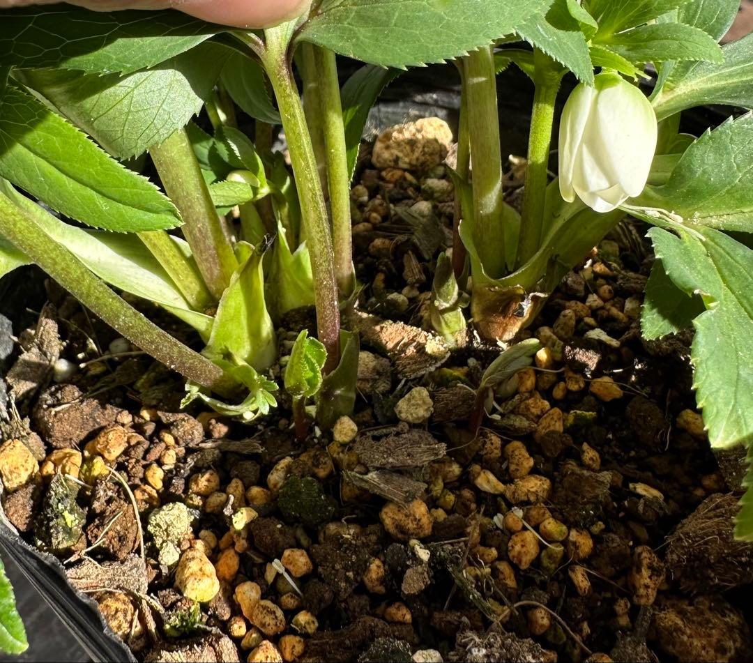 クリスマスローズ　ベビードール　横山園芸　開花株