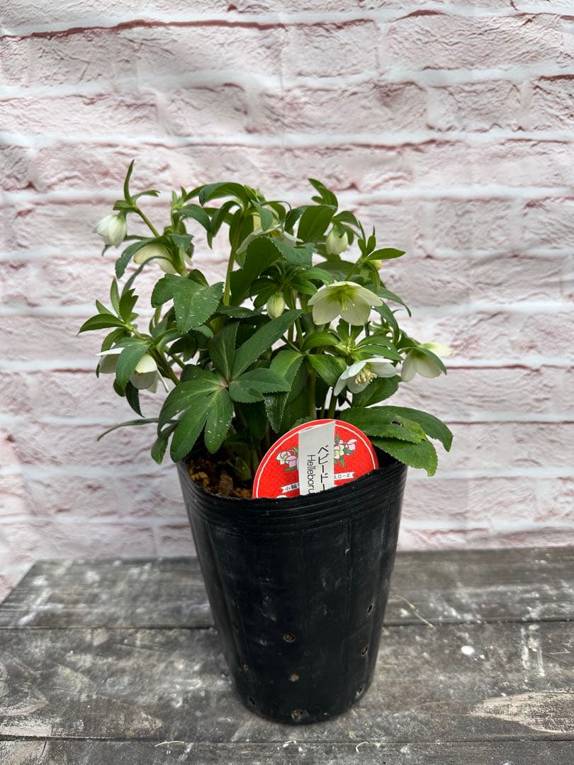 クリスマスローズ　ベビードール　横山園芸　開花株