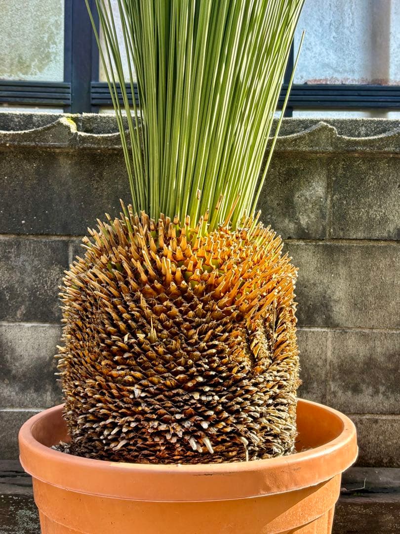 Saka【ダシリリオン ロンギシマム】B