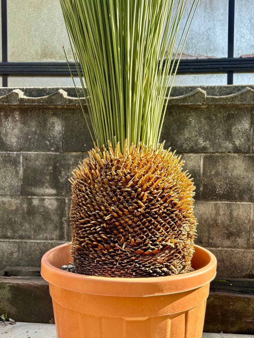 Saka【ダシリリオン ロンギシマム】B