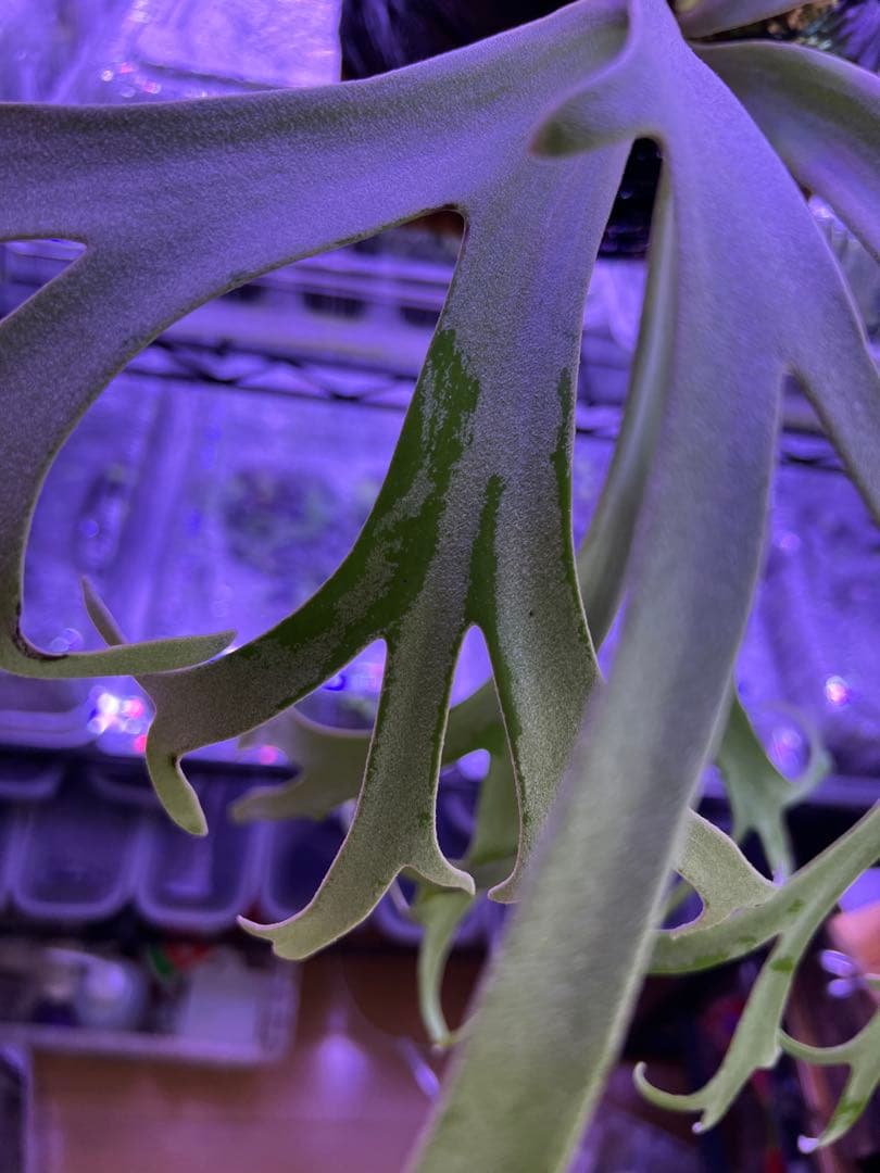 ビカクシダ willinckii 月光爪哇 オリジナル 親株