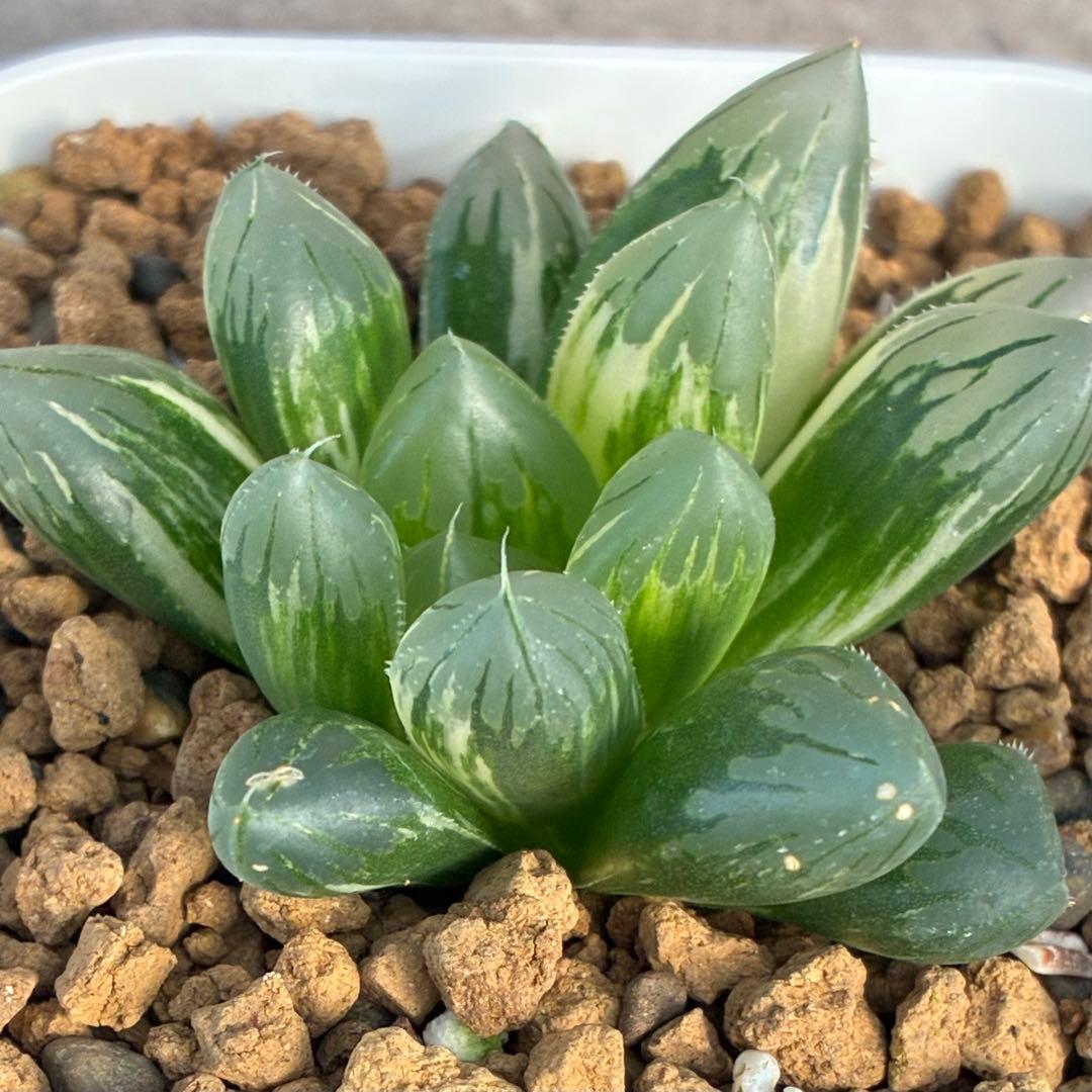 紅小町　ハオルチア　多肉植物　オブツーサ錦