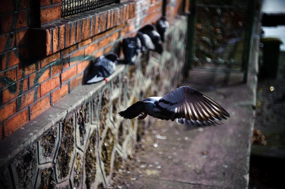 36 　新品同様　ぐるぐるボケレンズ　ヘリオス　44-2　M42アダプター付