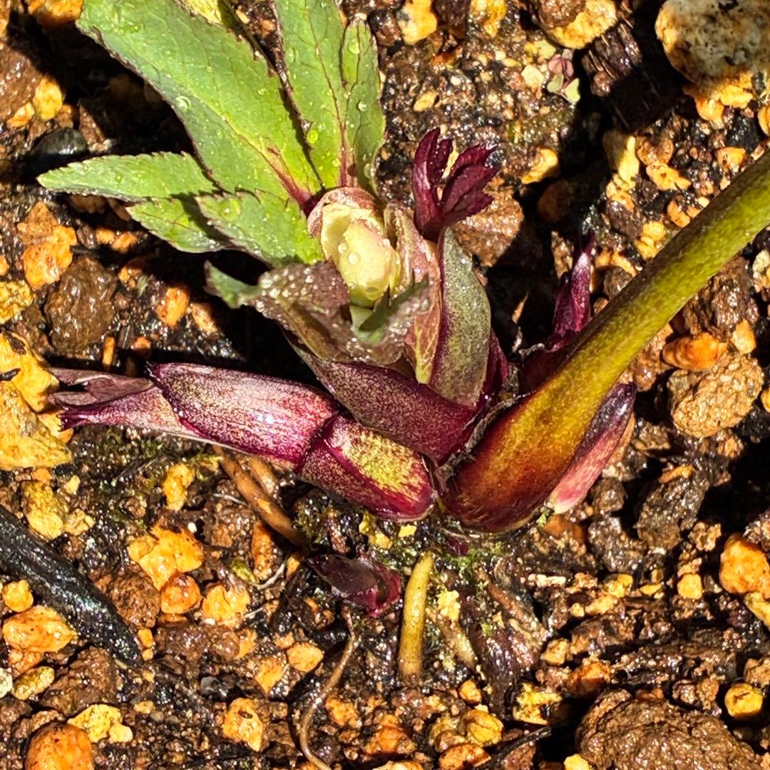 ラ*ク様 ☘️❤️沢山❤️蕾付き☘️3396⭐️優しい透明感ピンク⭐️ダークアイ