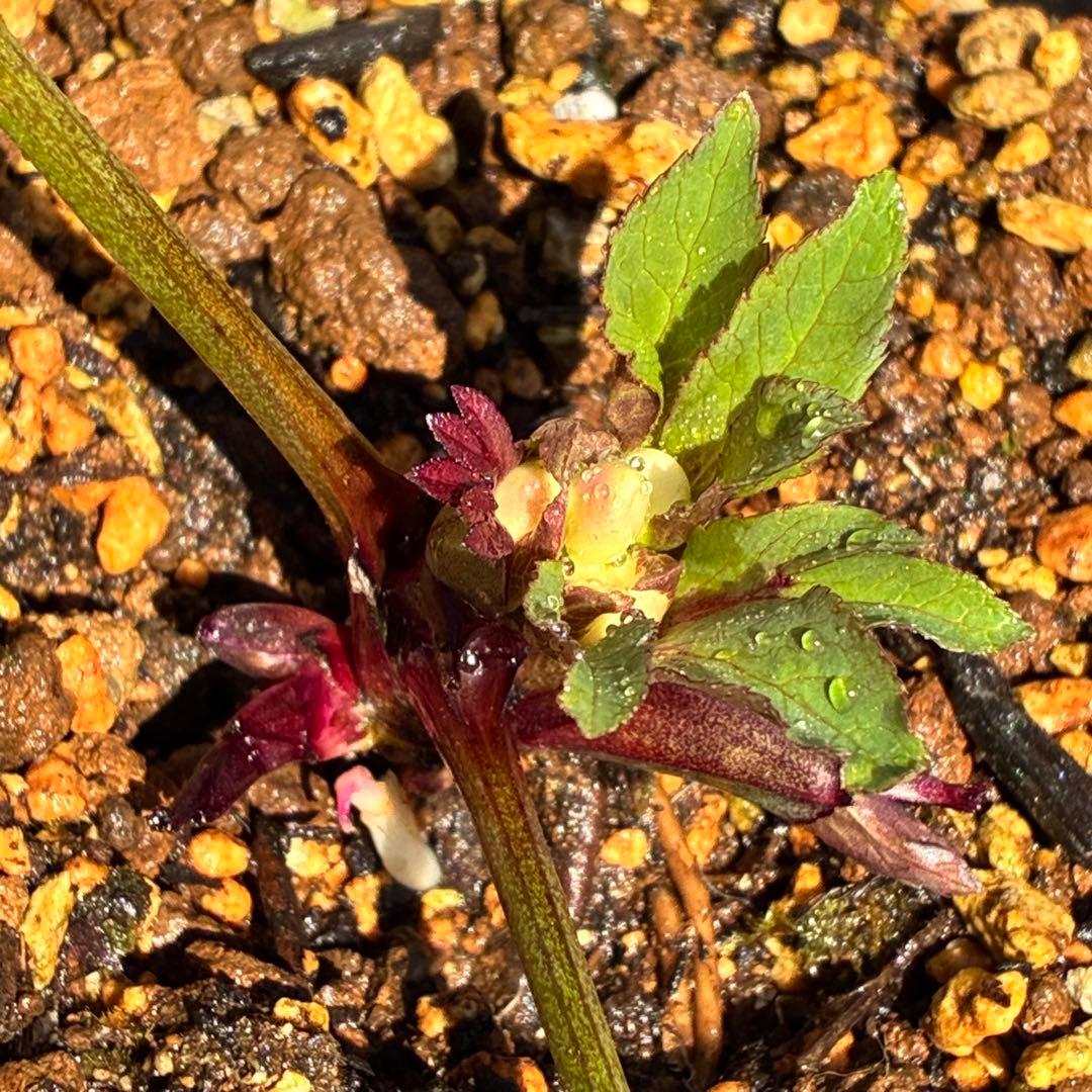 ラ*ク様 ☘️❤️沢山❤️蕾付き☘️3396⭐️優しい透明感ピンク⭐️ダークアイ