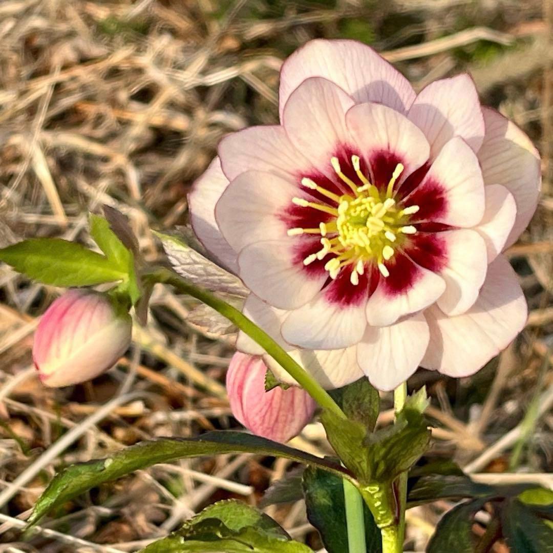 ラ*ク様 ☘️❤️沢山❤️蕾付き☘️3396⭐️優しい透明感ピンク⭐️ダークアイ