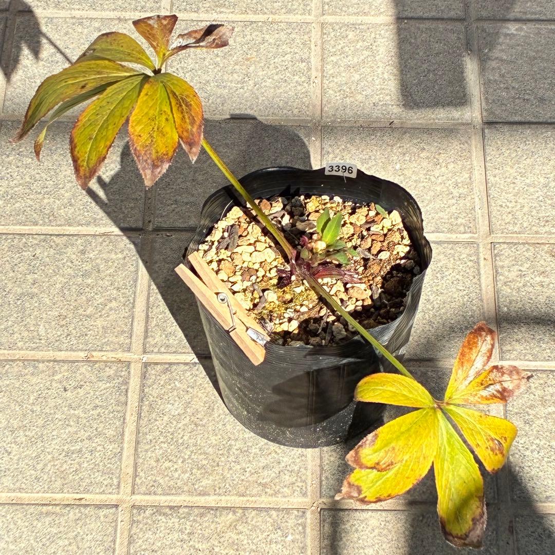 ラ*ク様 ☘️❤️沢山❤️蕾付き☘️3396⭐️優しい透明感ピンク⭐️ダークアイ