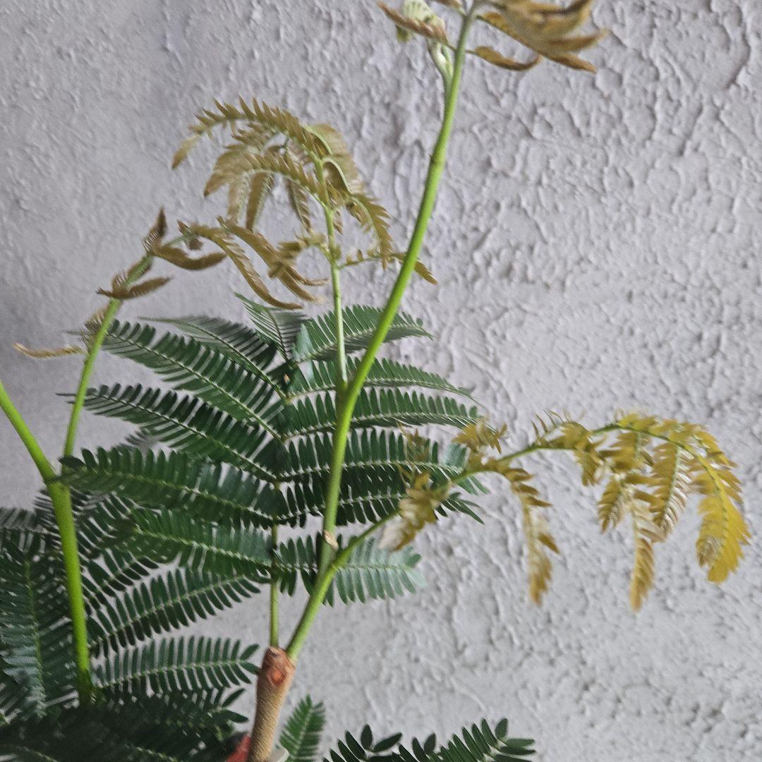 ①　エバーフレッシュ　8号　極太　最高等級極上品‼️