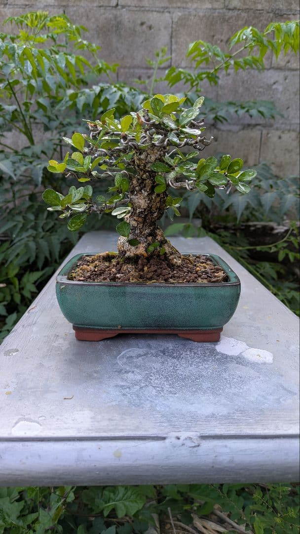 ハリツルマサキ　針蔓正木　小品盆栽