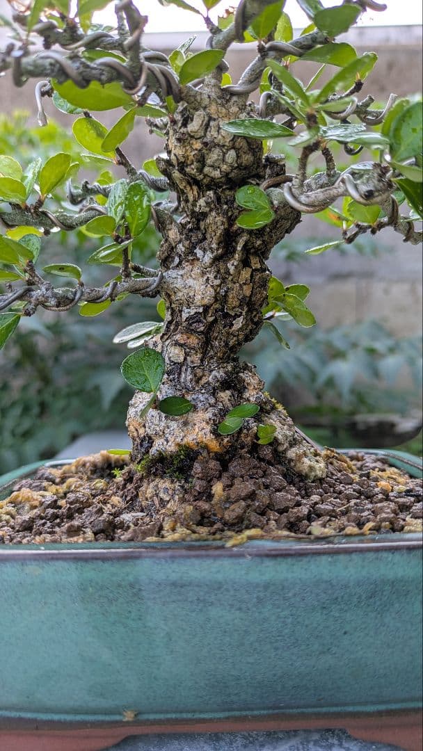 ハリツルマサキ　針蔓正木　小品盆栽