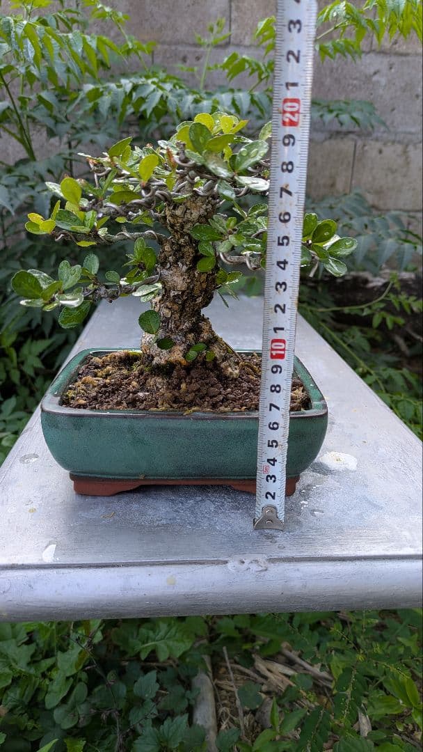 ハリツルマサキ　針蔓正木　小品盆栽