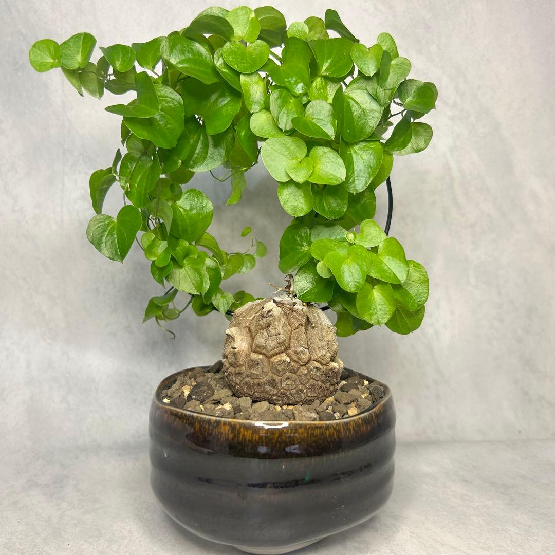 亀甲竜 (鉢入り) 5cm越え バキボコ割れ ディオスコレア　塊根植物