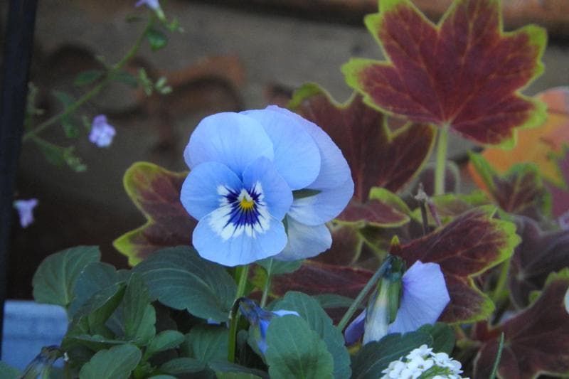 Nikon Coolpix P610 レッド 60倍光学ズーム