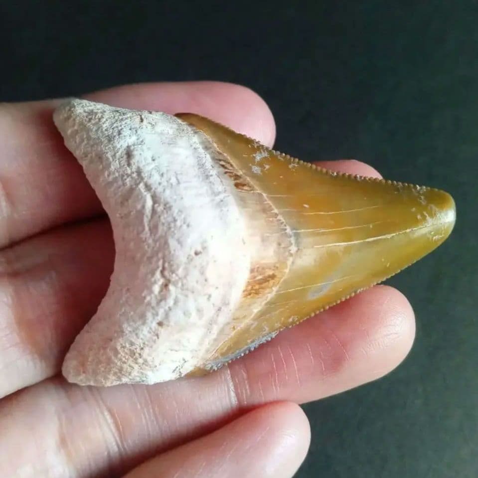 サメの歯　メガロドン　イエロー　完全体　希少