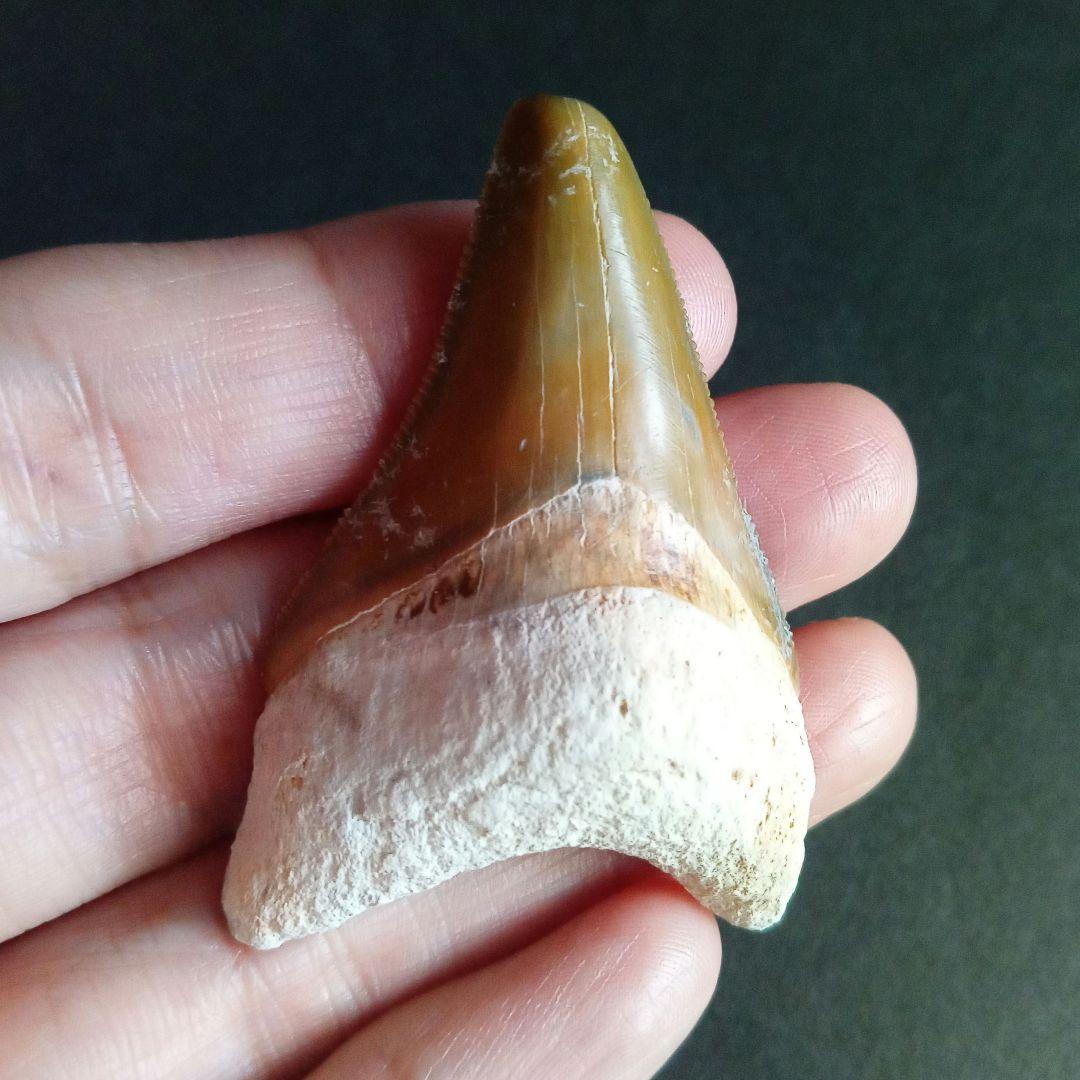 サメの歯　メガロドン　イエロー　完全体　希少