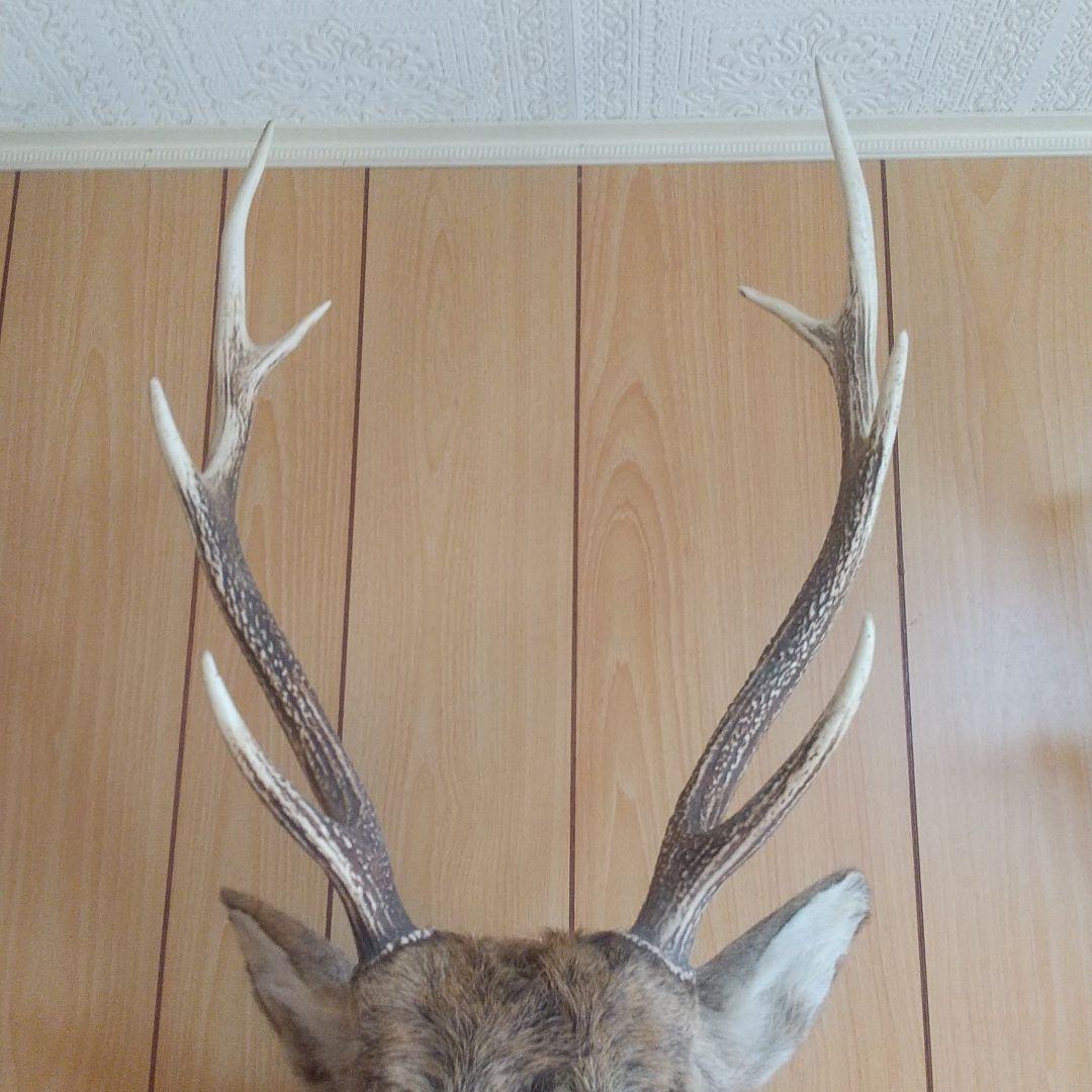 ニホンジカの剥製 壁掛け