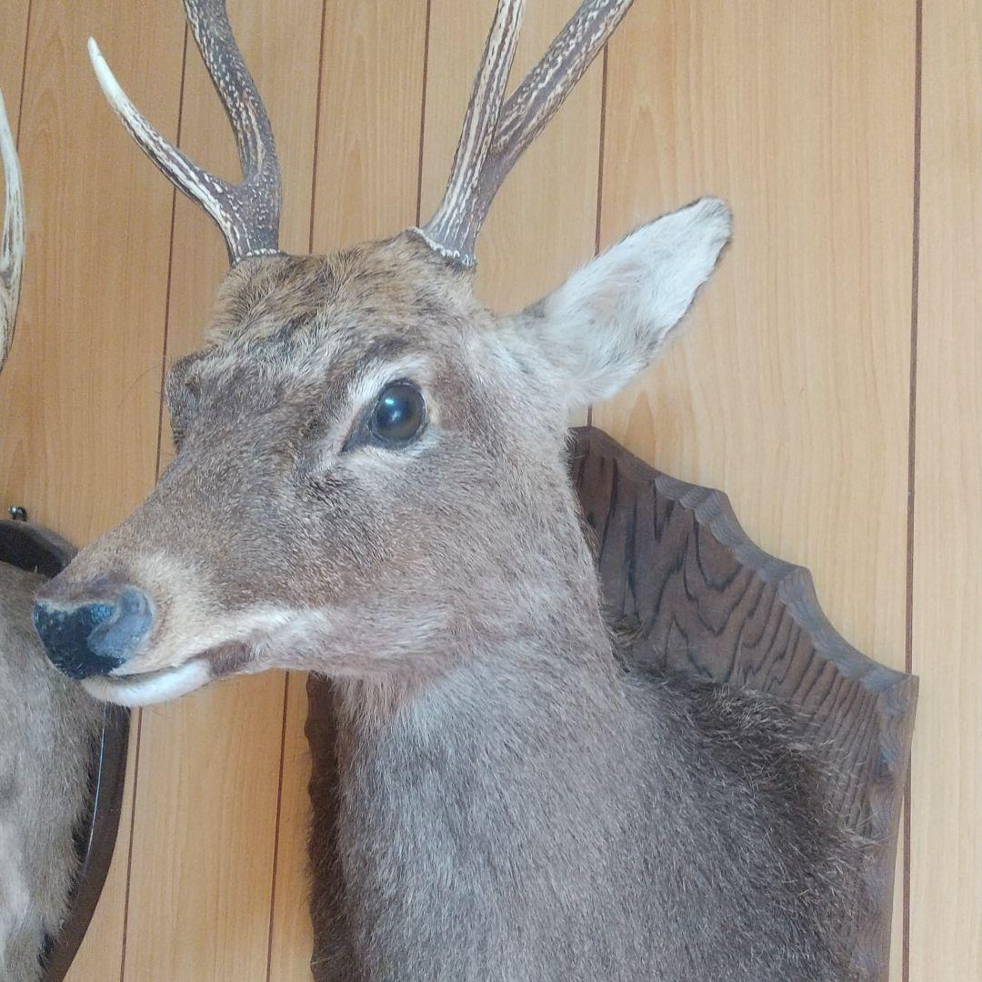 ニホンジカの剥製 壁掛け