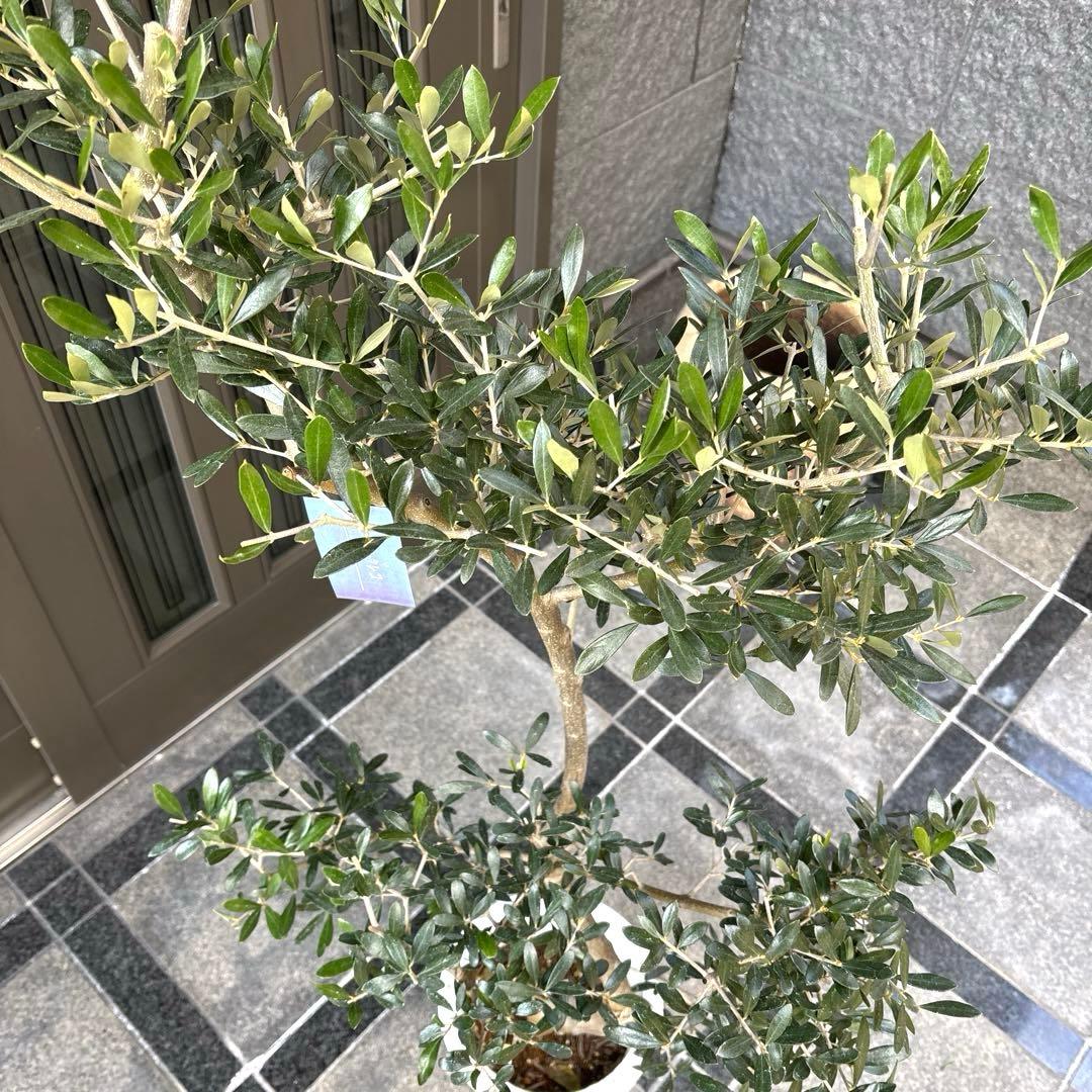 エルグレコ　オリーブの木　8号　1メートル30センチ