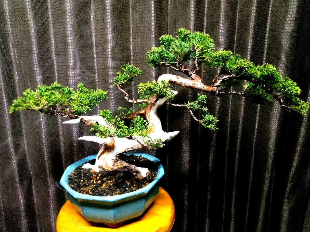 【中品　真柏盆栽】　　　　　⭕鈴様、専用❗