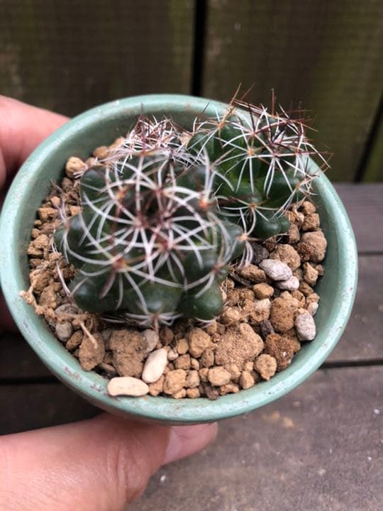 サボテン メラレウカ♪抜き苗