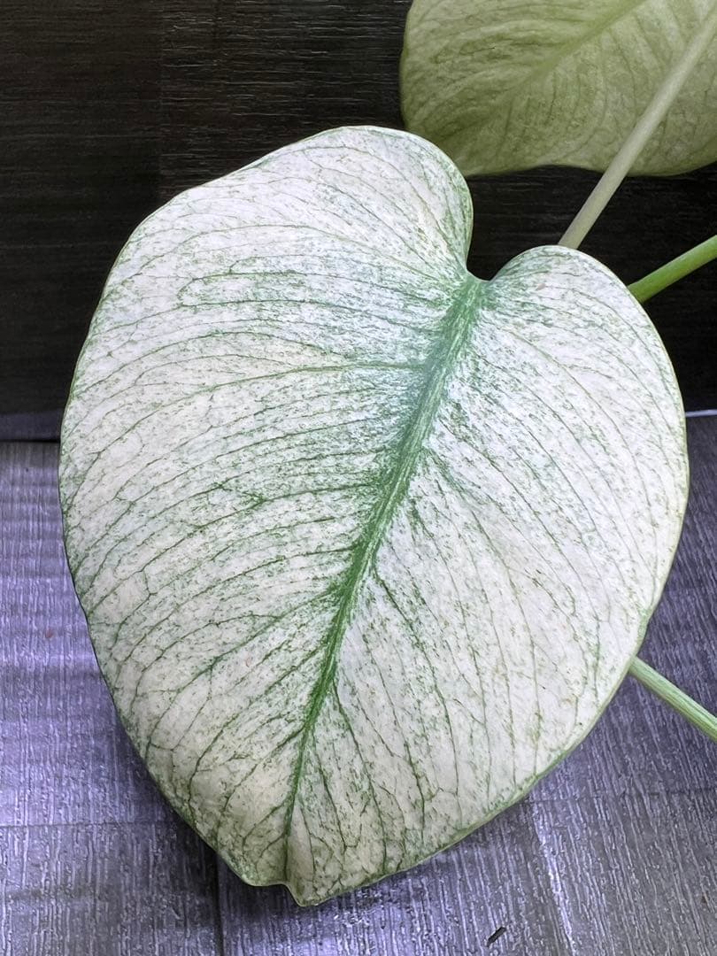 モンステラデリシオーサ　バラエティ　ボルシギアナ ホワイトミント（フルミント）