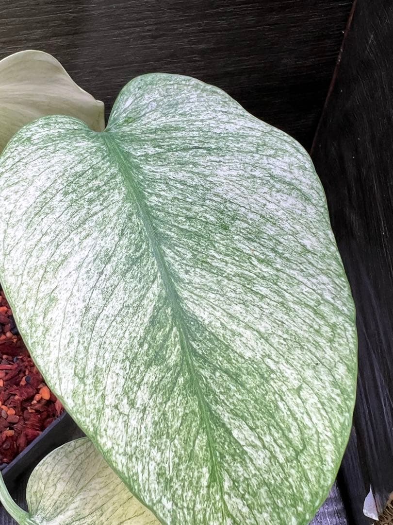 モンステラデリシオーサ　バラエティ　ボルシギアナ ホワイトミント（フルミント）