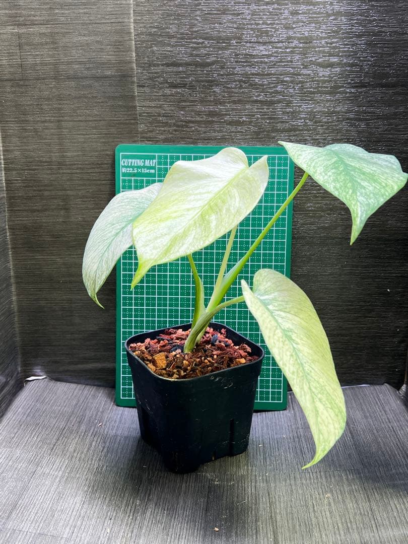 モンステラデリシオーサ　バラエティ　ボルシギアナ ホワイトミント（フルミント）