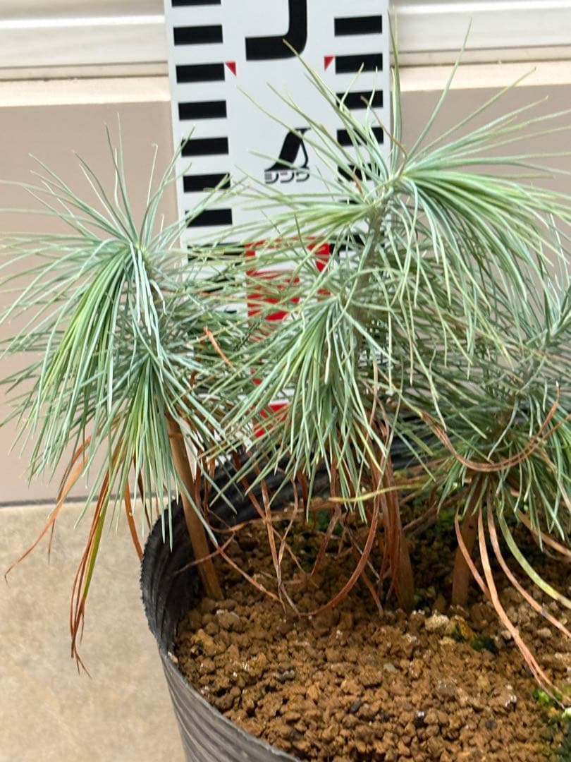 マルチネスピニョンマツ　6株