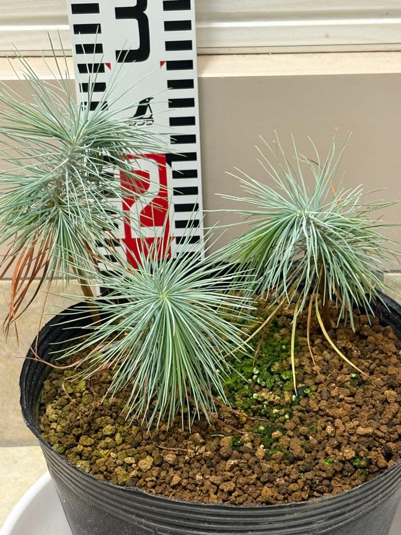 マルチネスピニョンマツ　6株