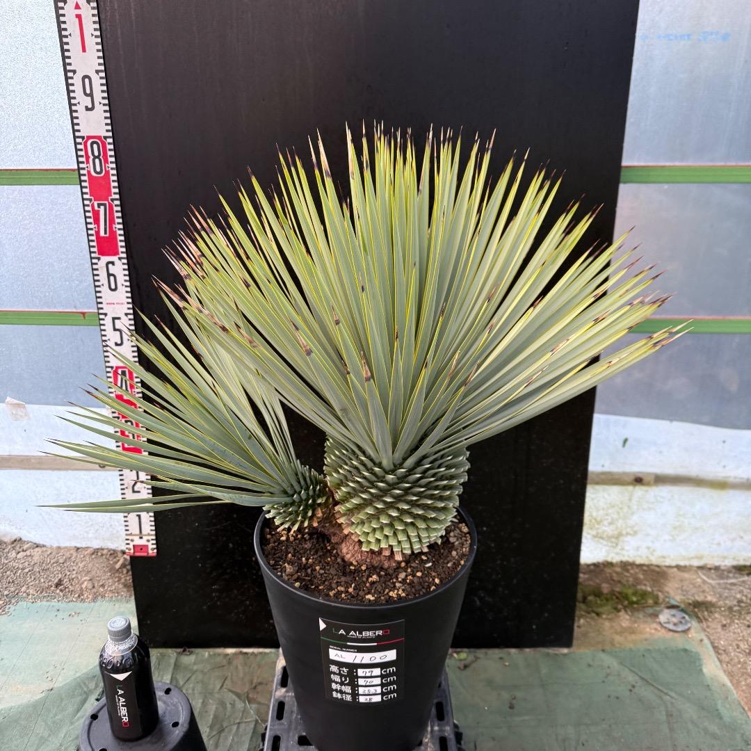 タ*グ様 【AL1100】ユッカ　ロストラータ　希少ダブルヘッド