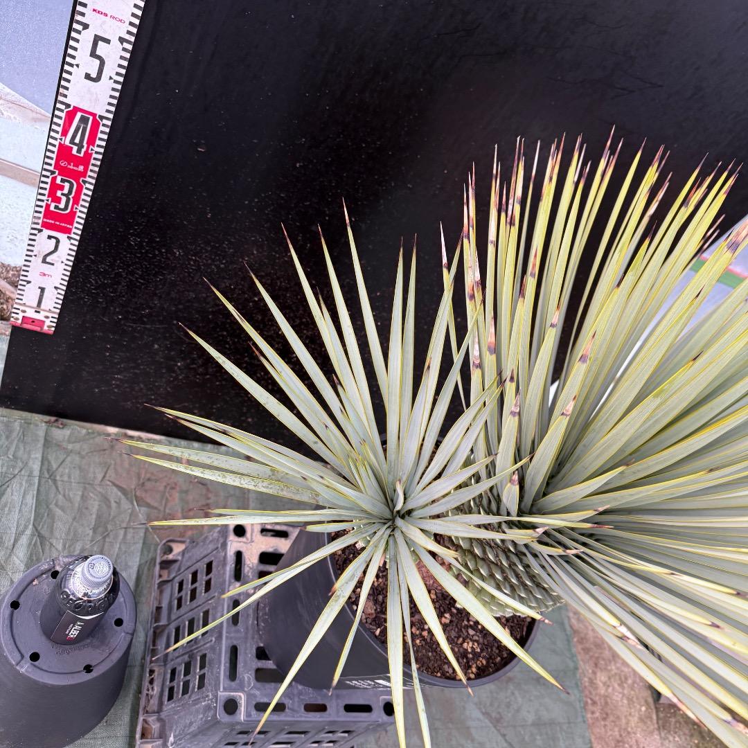 タ*グ様 【AL1100】ユッカ　ロストラータ　希少ダブルヘッド