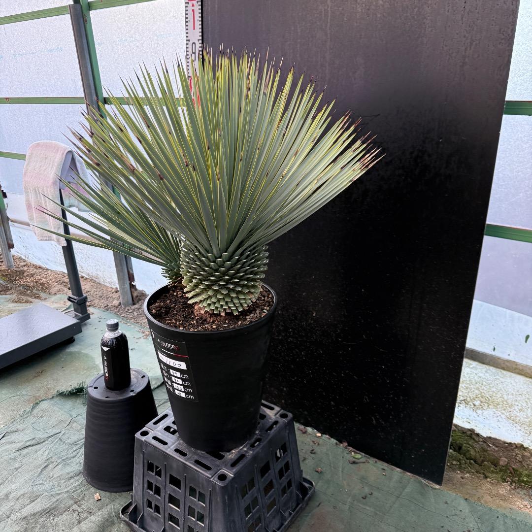 タ*グ様 【AL1100】ユッカ　ロストラータ　希少ダブルヘッド