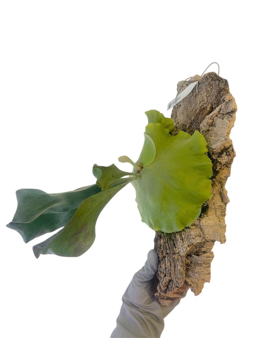 コウモリラン　ビカクシダ　サタヒップ　P.Hillii sattahip OC