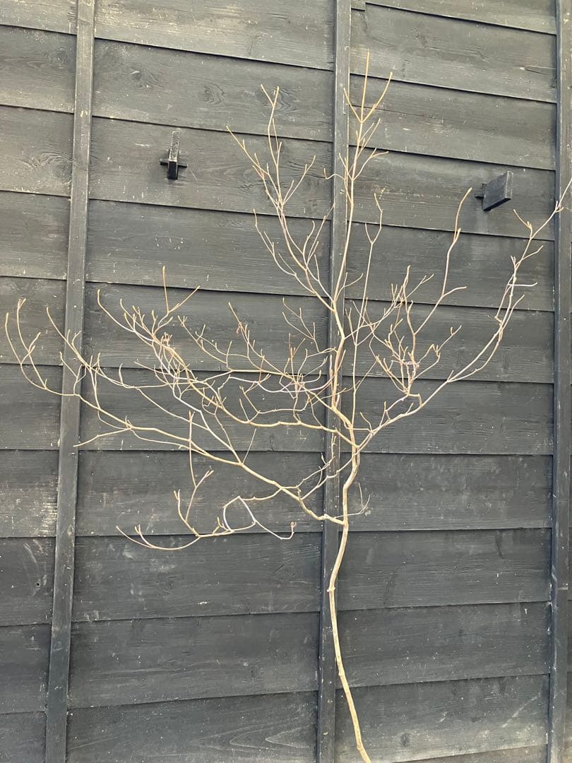 70 山採り　ミツバツツジ