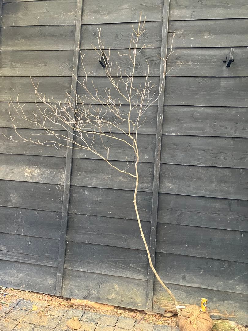 70 山採り　ミツバツツジ