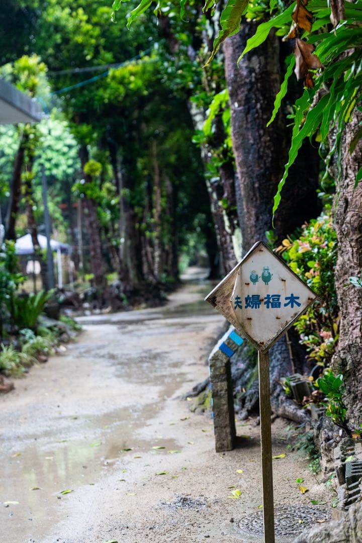 【一レフ始めたい方必見】SONY α7Ⅲ