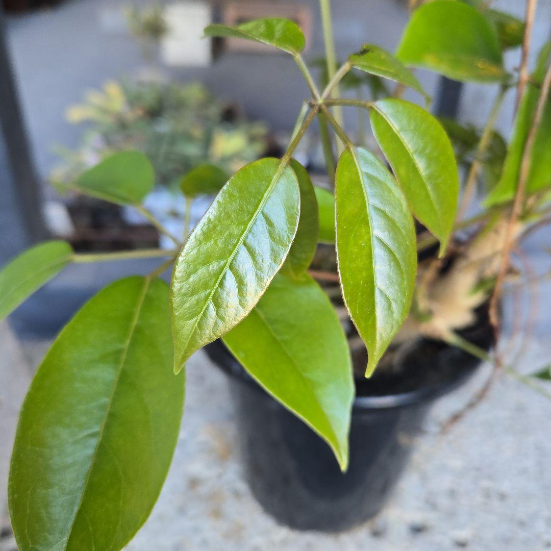 ⑦　シェフレラ　チェンマイ　曲がり仕立て　8号　特大苗木最高等級極上品‼️