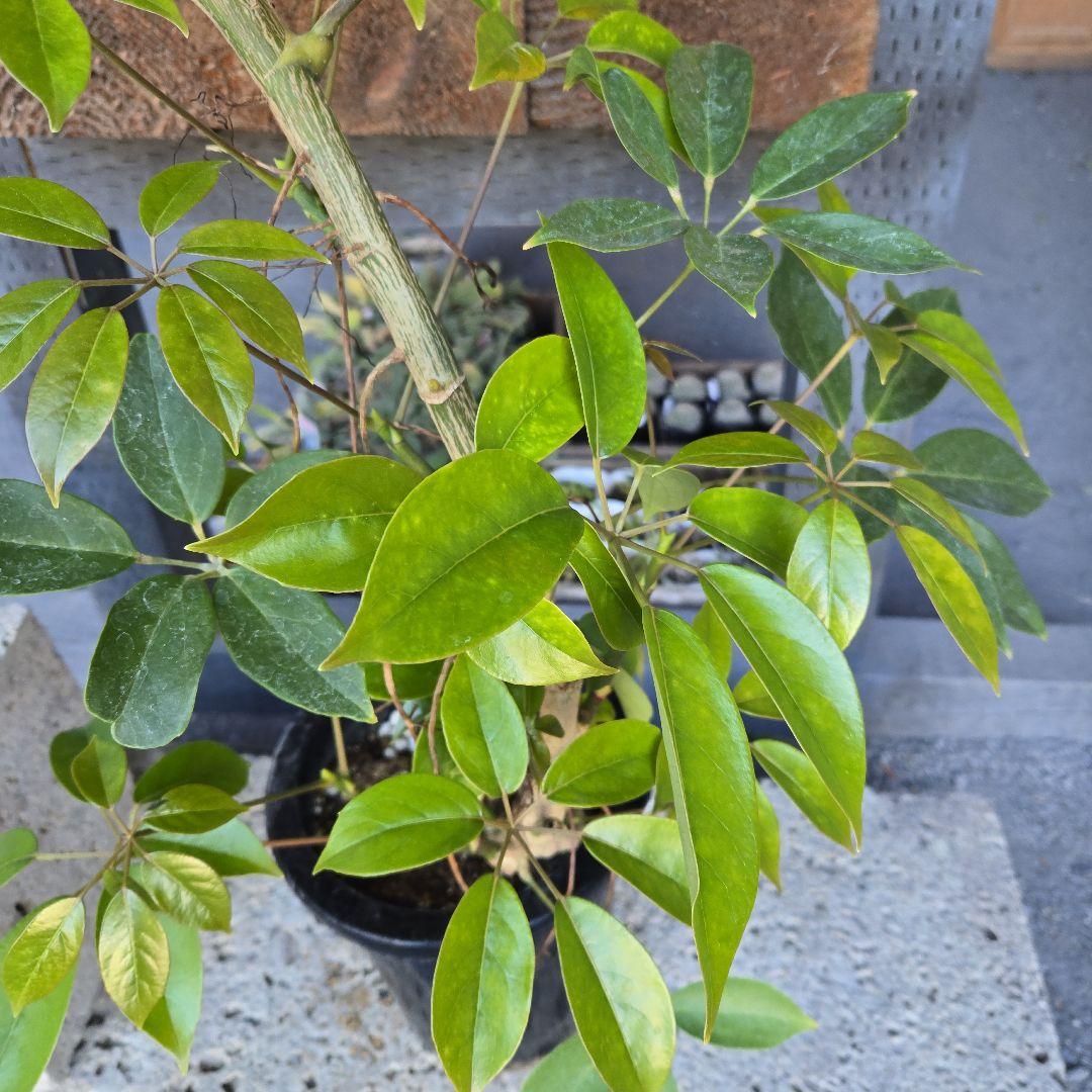 ⑦　シェフレラ　チェンマイ　曲がり仕立て　8号　特大苗木最高等級極上品‼️