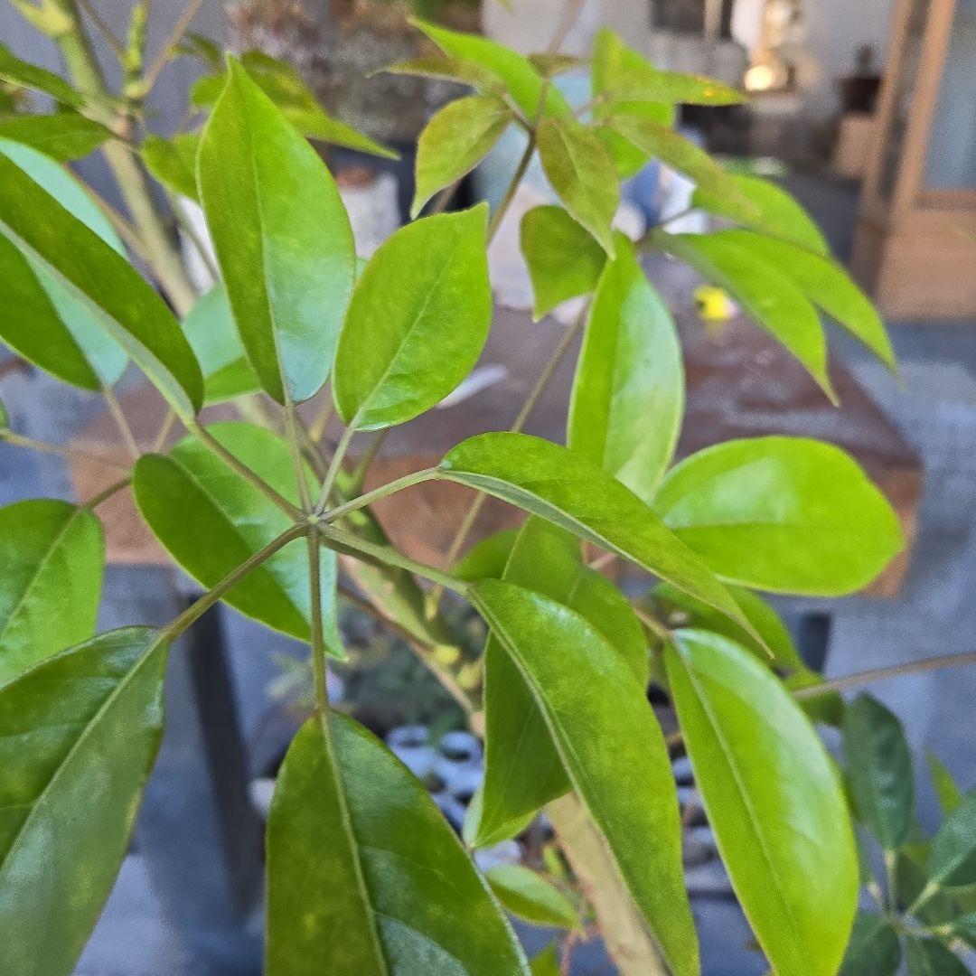 ⑦　シェフレラ　チェンマイ　曲がり仕立て　8号　特大苗木最高等級極上品‼️