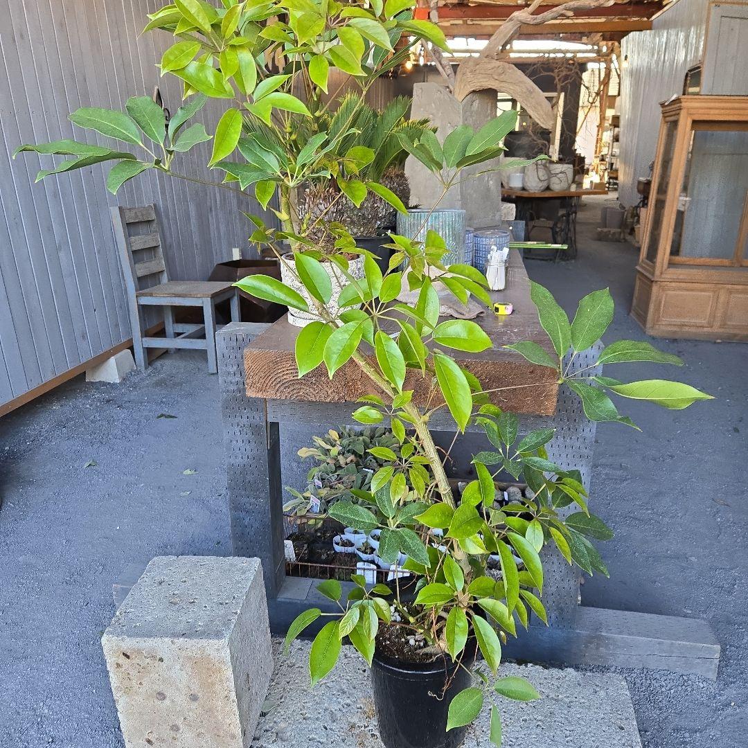 ⑦　シェフレラ　チェンマイ　曲がり仕立て　8号　特大苗木最高等級極上品‼️