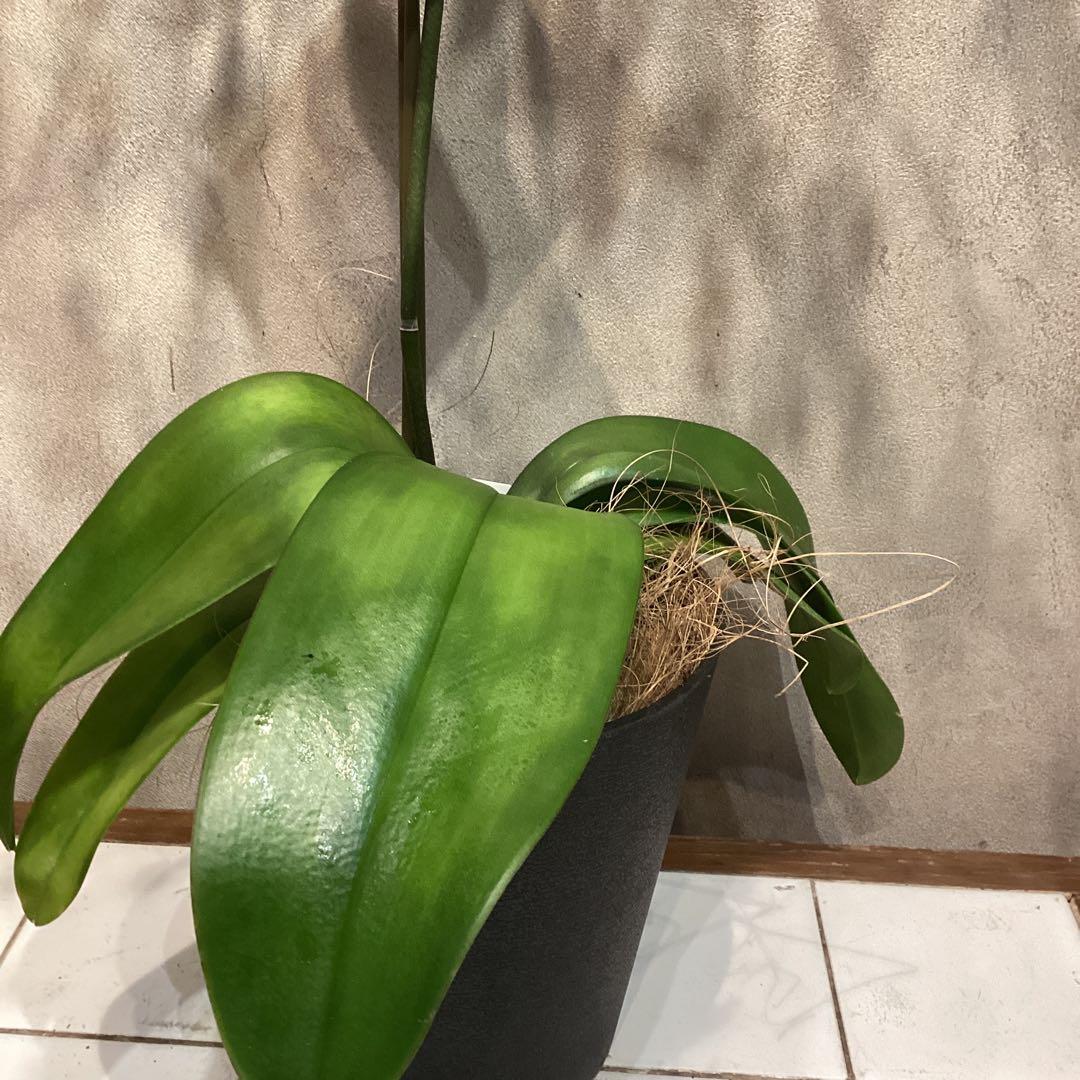 現品❗️入荷少なめです❗️超希少❗️胡蝶蘭❤️ブルージーン　1本立