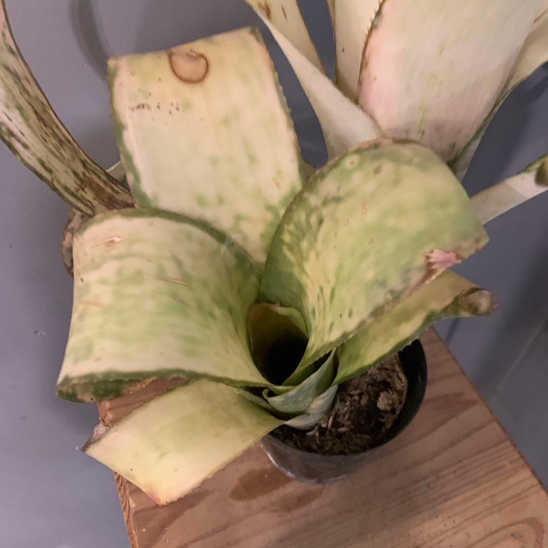 ビルベルギア ストロベリー 子株付き 1