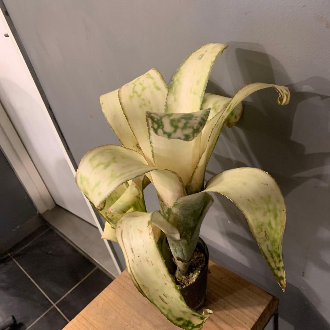 ビルベルギア ストロベリー 子株付き 1