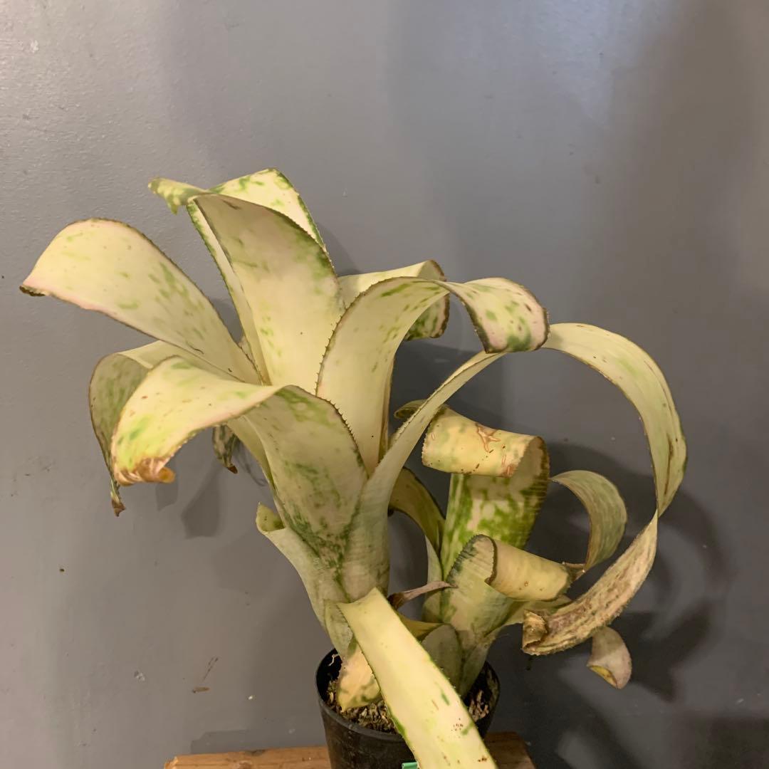 ビルベルギア ストロベリー 子株付き 1