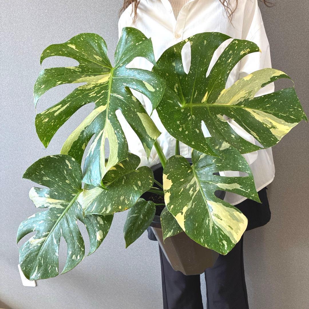 超希少❗️美株❗️サイズ大❗️モンステラ　タイコンステレーション✨