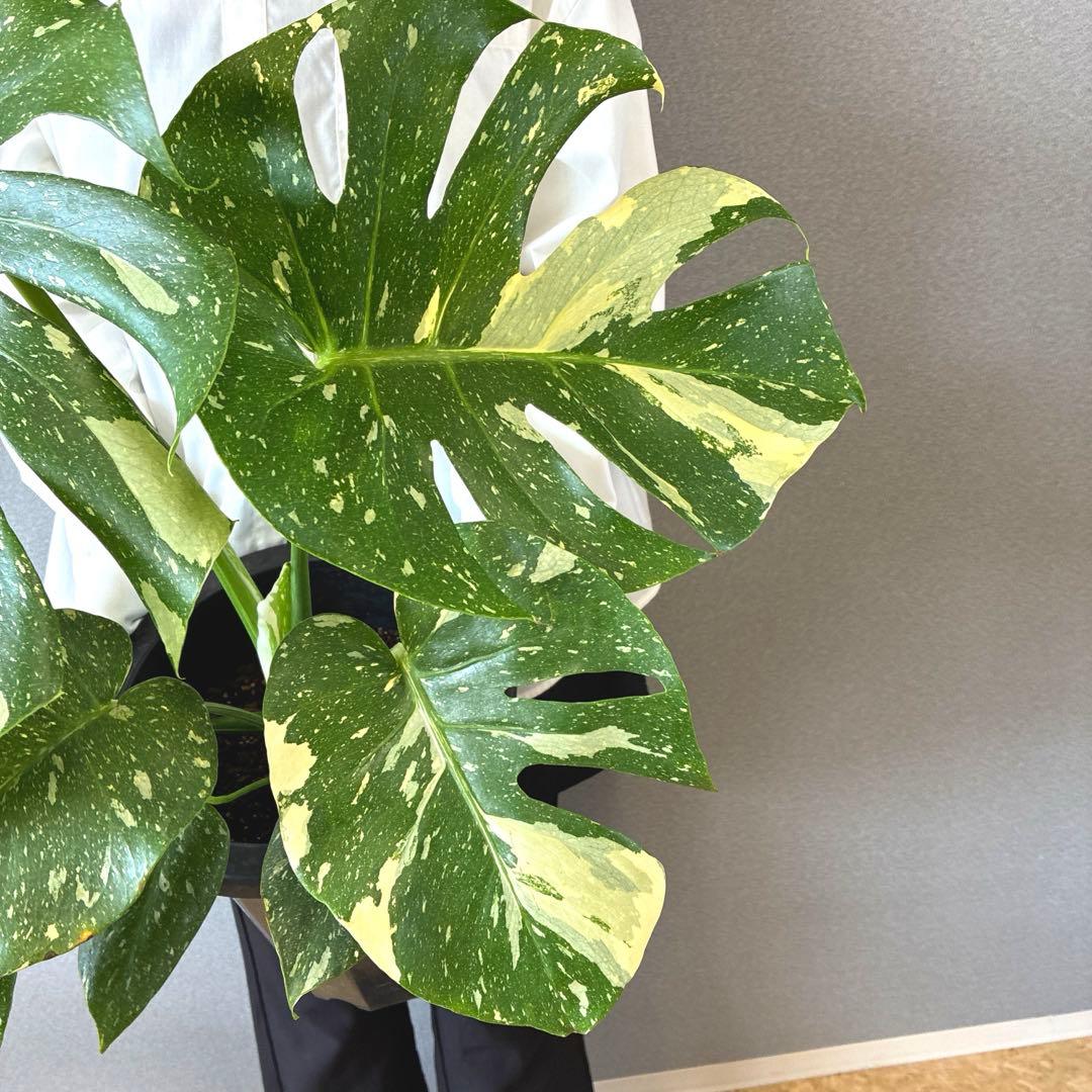 超希少❗️美株❗️サイズ大❗️モンステラ　タイコンステレーション✨