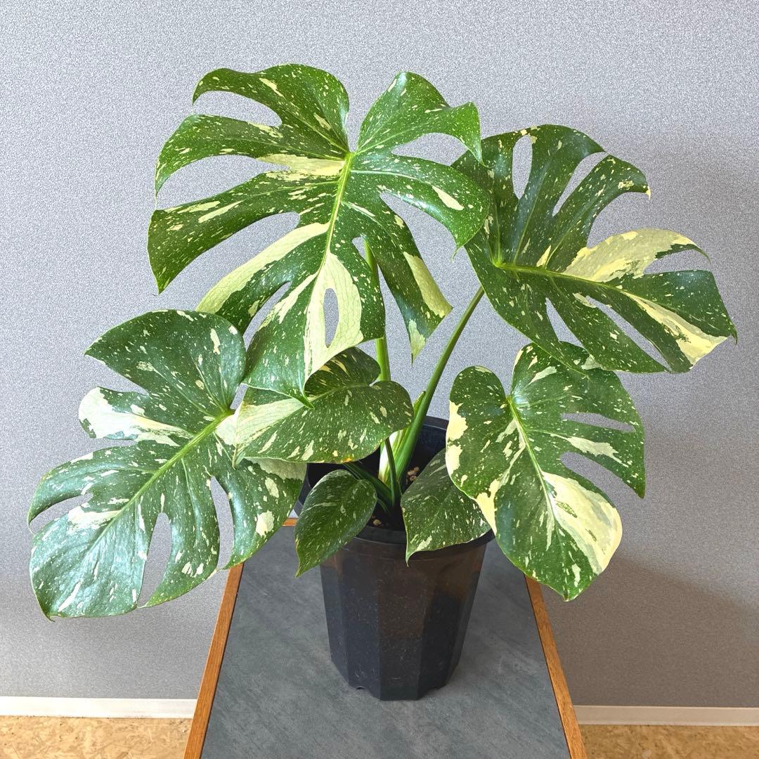 超希少❗️美株❗️サイズ大❗️モンステラ　タイコンステレーション✨